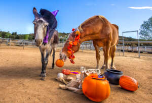 Jack and Sonny (Belgian) try their treat buckets