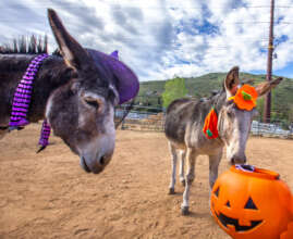 Jack and Bart are ready for tick-or-treating