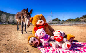 Jack and the Valentine Bear
