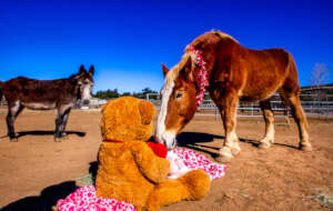 Valentine's Day 2022