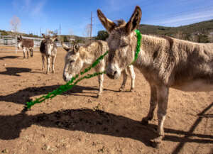 Harlie get's the party started