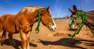 Sonny and Jack are ready to celebrate.