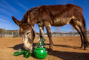 Jack found his pot o' gold