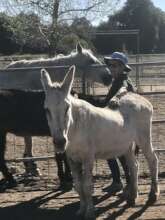 Judith loving on Claude and Ellie Mae with Scampi