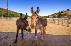 Sabrina flirting with Bart