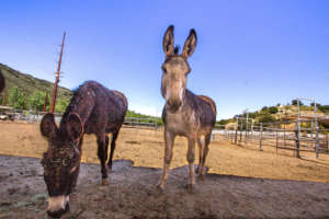 Sabrina giving Bart a cold shoulder
