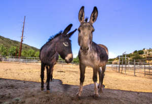 Sabrina, back to flirting with Bart