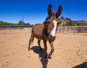 Ethel Mae Mertz (nee Potter)