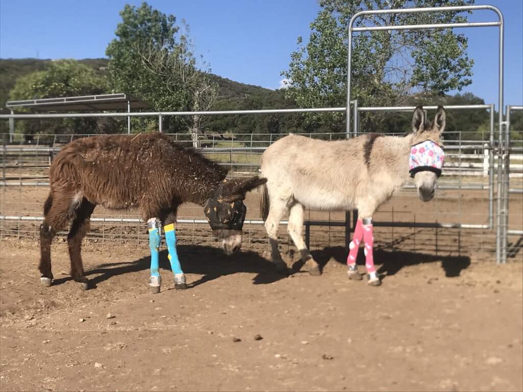 Ellie Mae and Felina