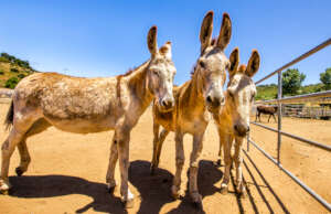 Charlie, Brett and Harlie