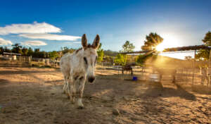 The newest member of the Burro Brigade