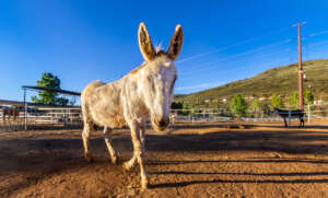 The new burro posing for Don Telford, photographer