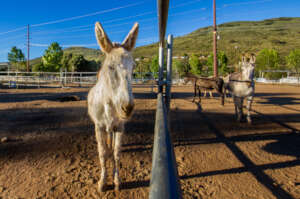 New burro getting to know his new herdmates