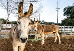 Charlie and his angels, Kris and Kelly