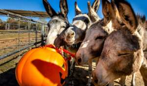 Our burros are excited to get treats, not tricks