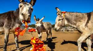 Jack thinks fall is pretty tastey!