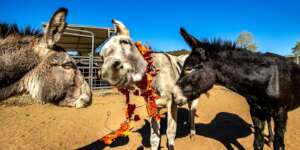 Harlie loves showing off her fall colors