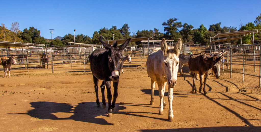 Become a Burro Buddy!