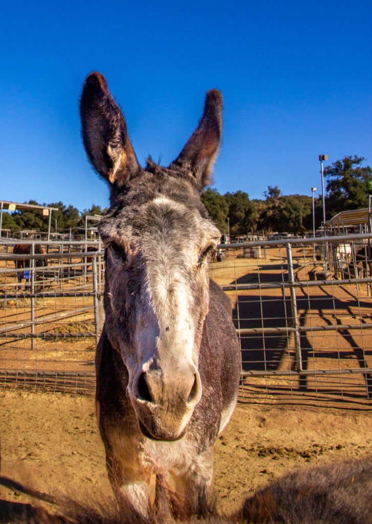 Become a Burro Buddy!