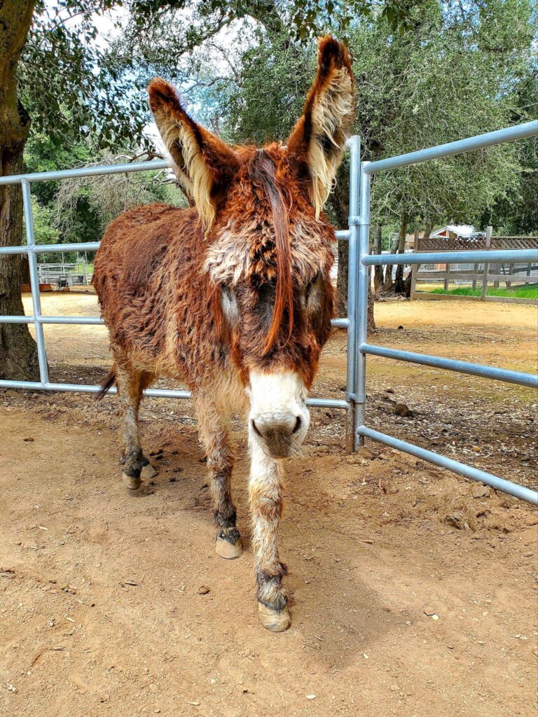 Become a Burro Buddy!