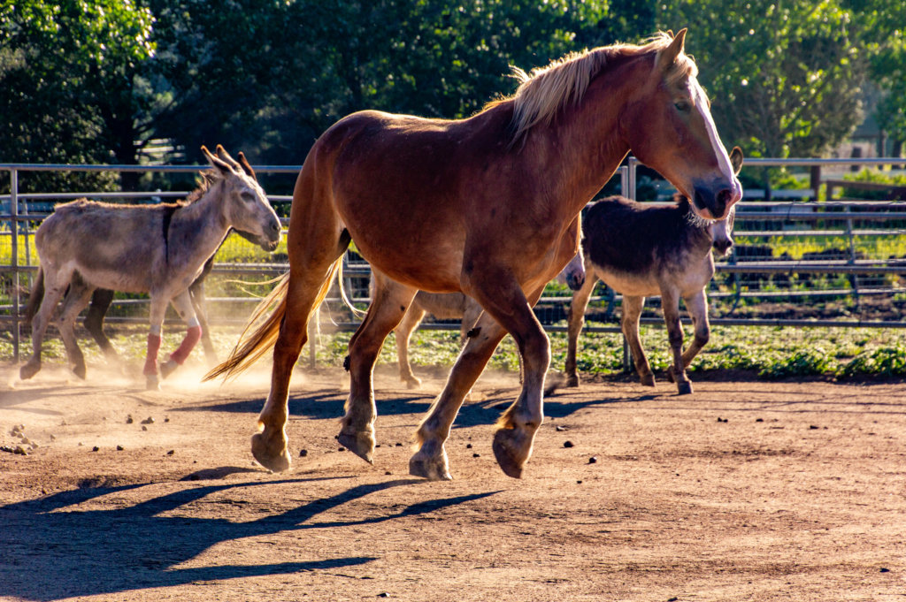 Become a Burro Buddy!