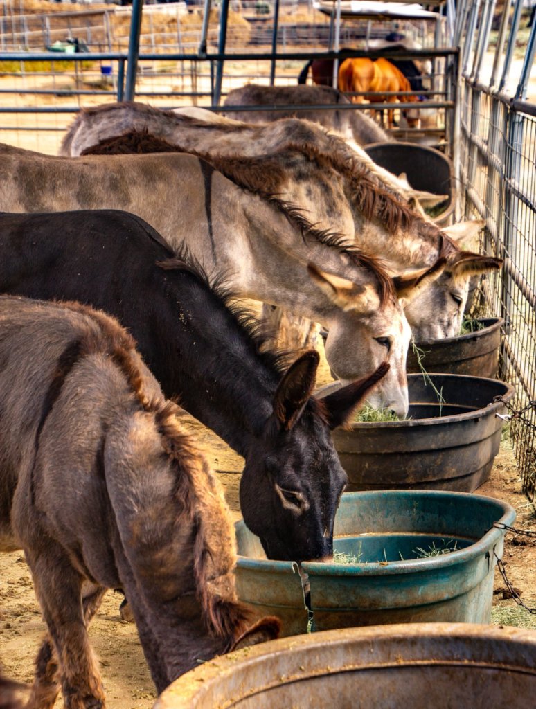 Become a Burro Buddy!