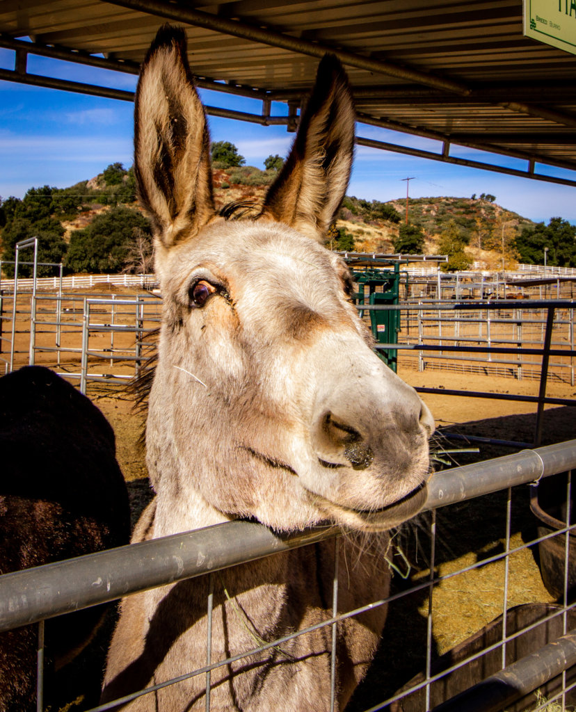 Become a Burro Buddy!