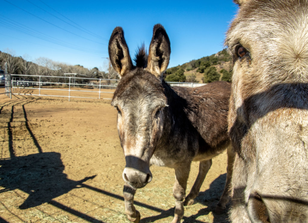 Become a Burro Buddy!
