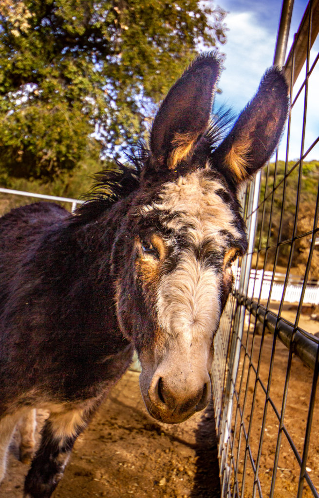 Become a Burro Buddy!