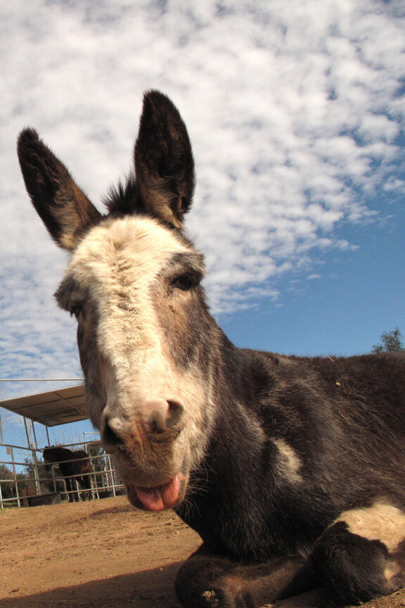 Become a Burro Buddy!