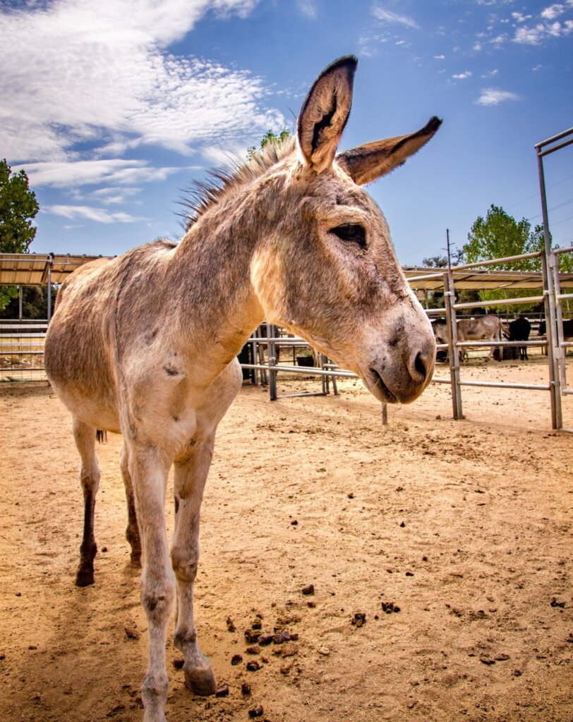 Become a Burro Buddy!