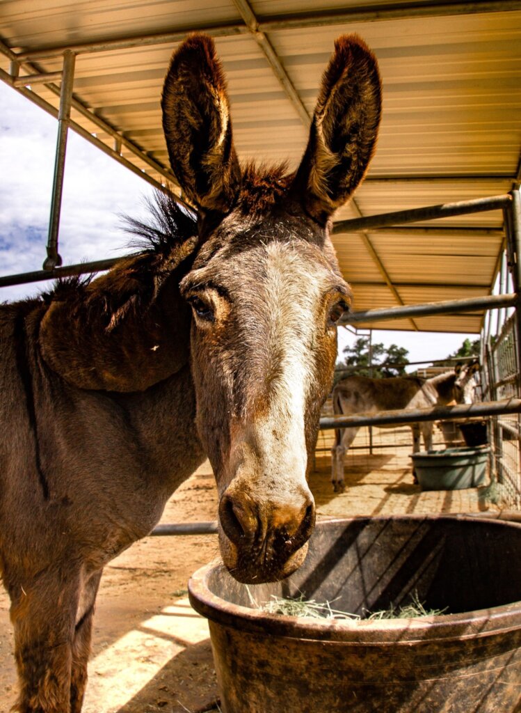Become a Burro Buddy!