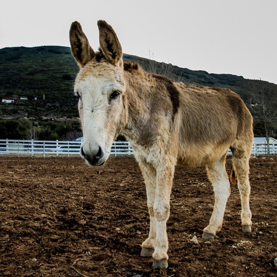 Become a Burro Buddy!