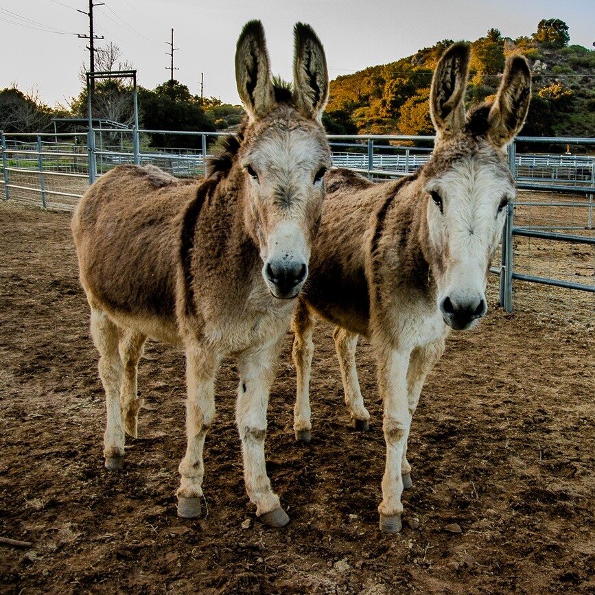 Become a Burro Buddy!