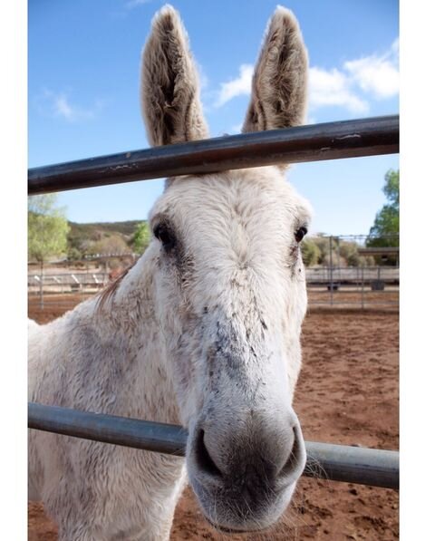 Become a Burro Buddy!