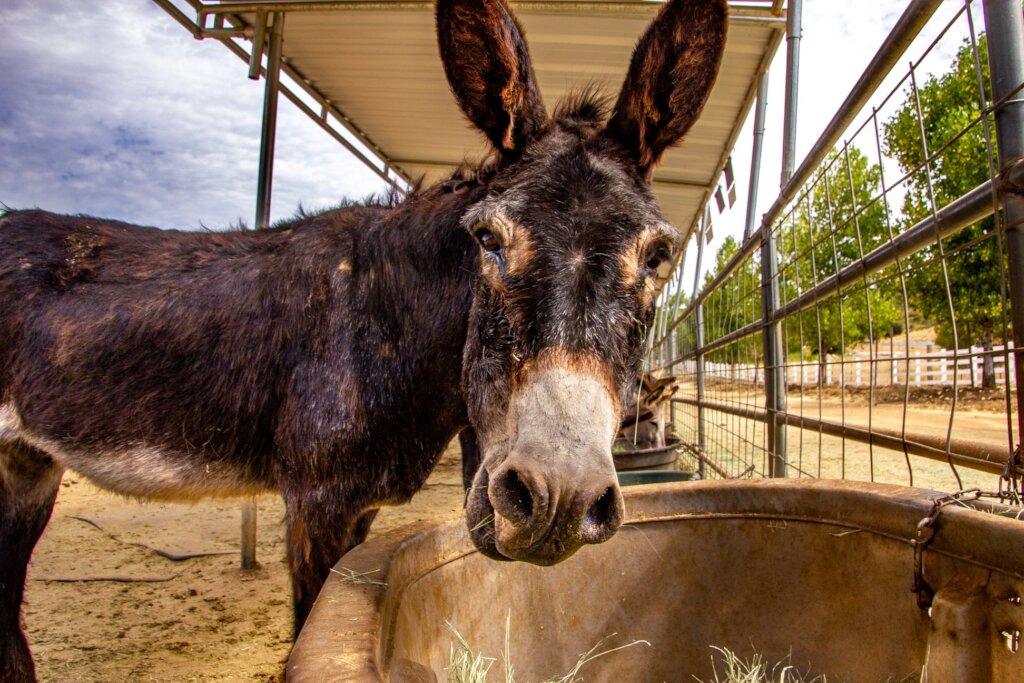 Become a Burro Buddy!