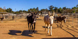 Sabrina, Felina and Ethel (left to right)