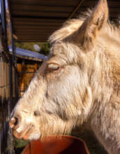 Ban, one of our mini mules (burro-pony cross)