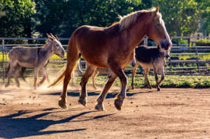 Rest in peace Sonny, our honorary burro.