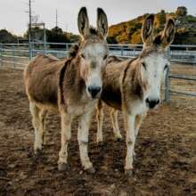 Charlie's Angels, Kris and Kelly