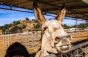 Become a Burro Buddy!