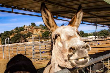 Become a Burro Buddy!