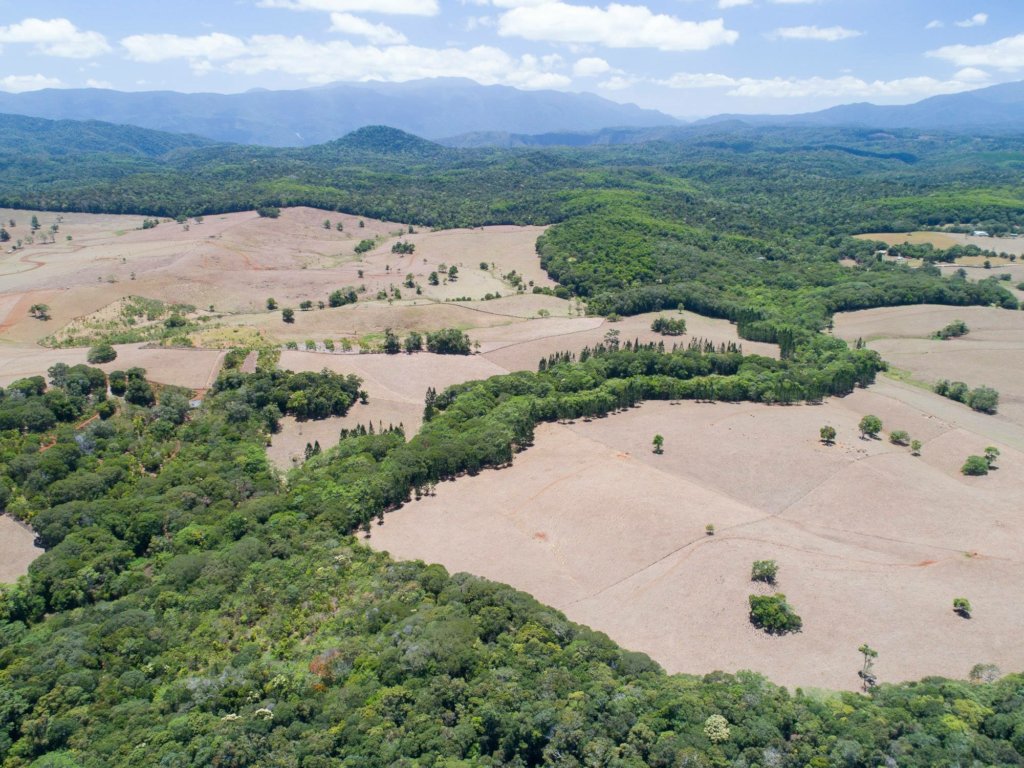 Restoring the worlds rainforests