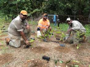Jabalbina planting in the Daintree