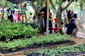 Rainforest tree nursery. Sumatra.