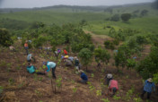 Restoring the worlds rainforests