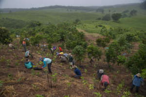 Restoring the worlds rainforests