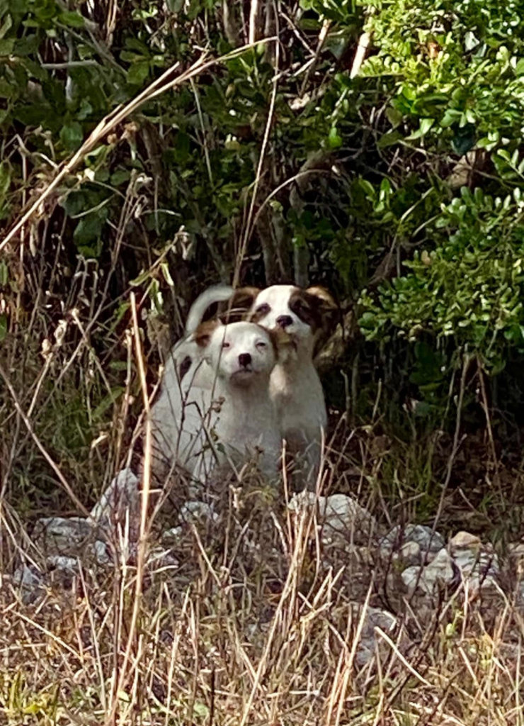 March 2021 Spay/Neuter Clinics in  Eleuthera