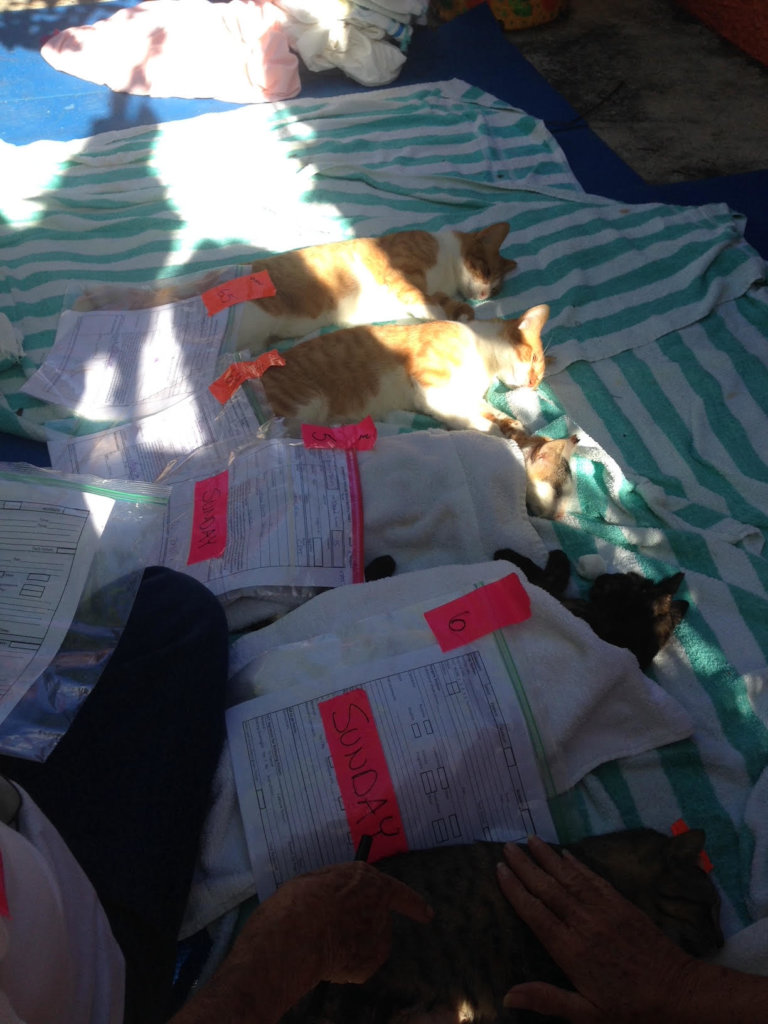 March 2021 Spay/Neuter Clinics in  Eleuthera