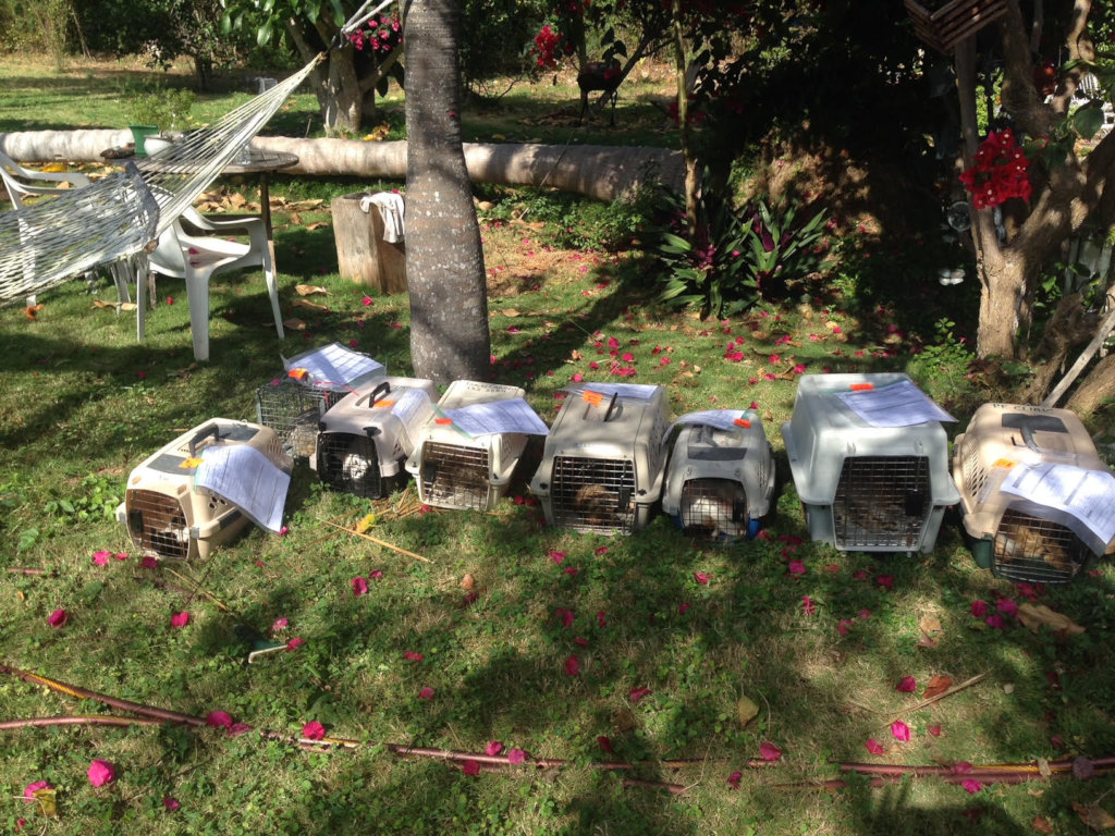 March 2021 Spay/Neuter Clinics in  Eleuthera